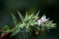 Lepidagathis cuspidata